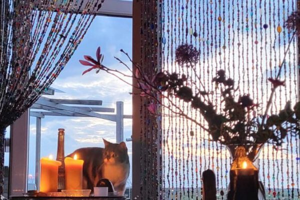 Sambal ancient mother house cat