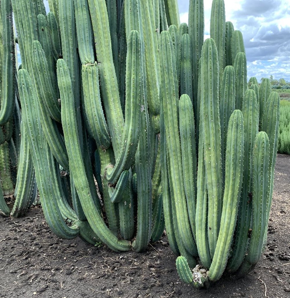 san pedro huachuma cactus