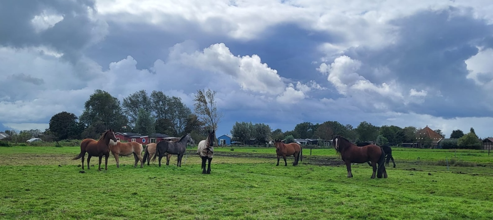 ancient mother houseboat horses review